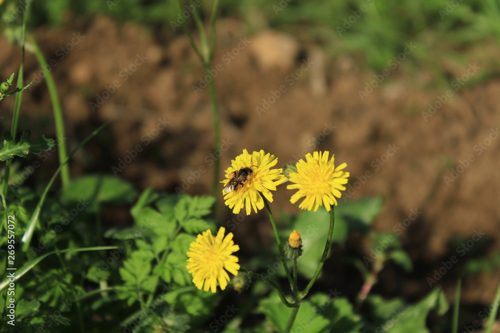 Spotted hawkweed flower close up shoot. There are bees on. Blurred background Spotted hawkweed flower close up shoot. There are bees on. Blurred background