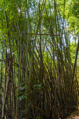 Bamboo forest