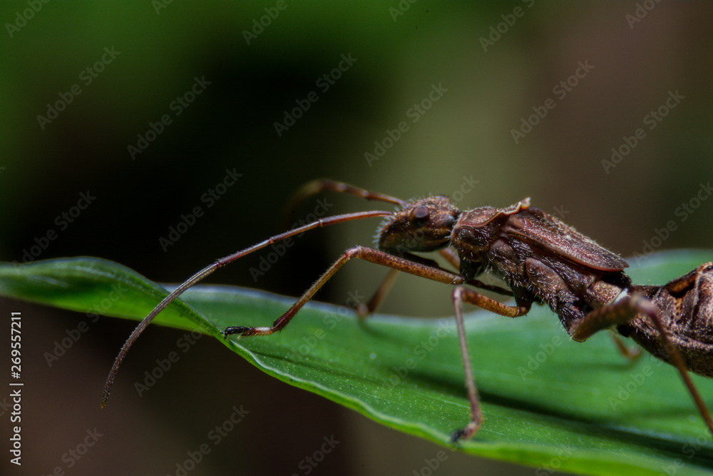 Fototapeta premium ant on leaf