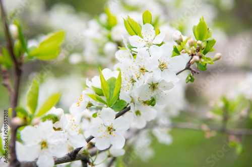 white flowers of apple tree in spring © Evgenii