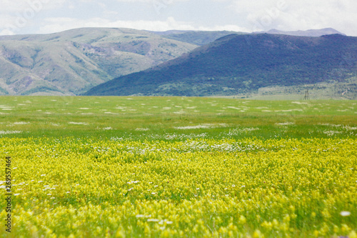 Wide field with yellow wildflowers on a background of blue mountains  foothills. The Crimean mountains and fields.