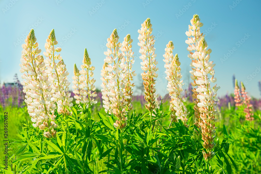Flowers white lupins in the meadow. Flowers white lupins in the meadow.