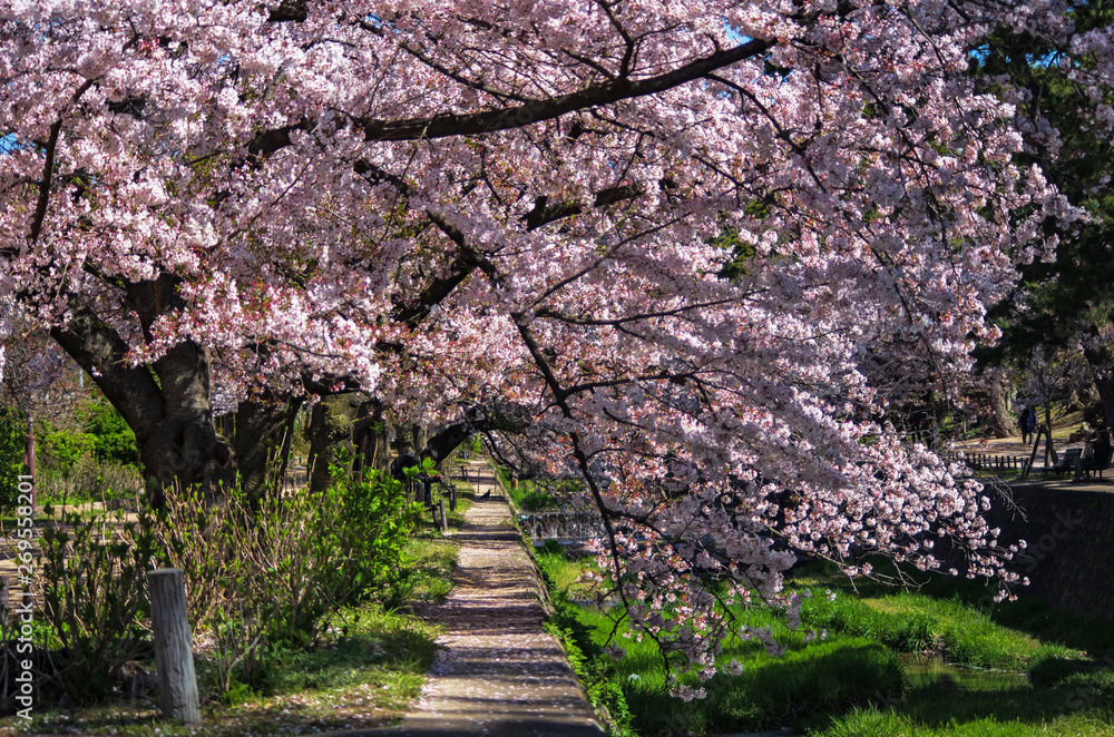 兵庫県西宮市・夙川沿いの桜並木