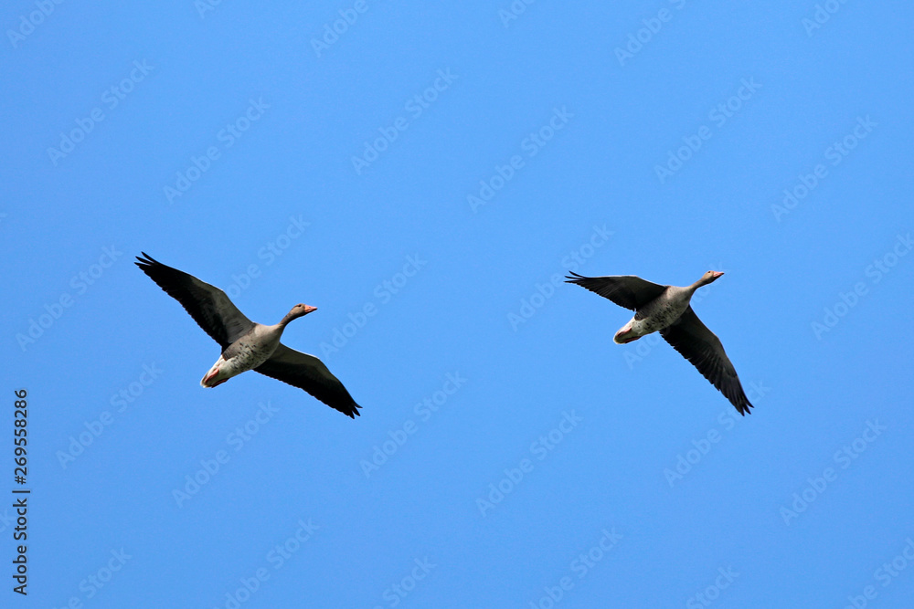 Zwei wilde Gänse fliegen am blauem Himmel