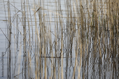 Im Vordergrund wachsen Halme von Schilf und Wasserpflanzen an einem See