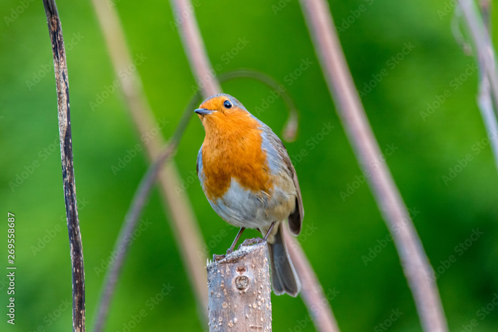 robin on a branch