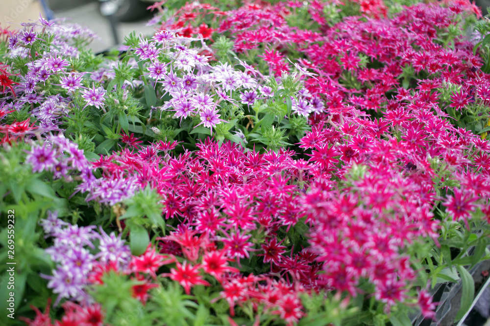 Obraz premium Gilliflower or Dianthus flowers. Colorful flowers with shape of stars. Floral pattern. Spring and summer flowers background texture. Matthiola incana