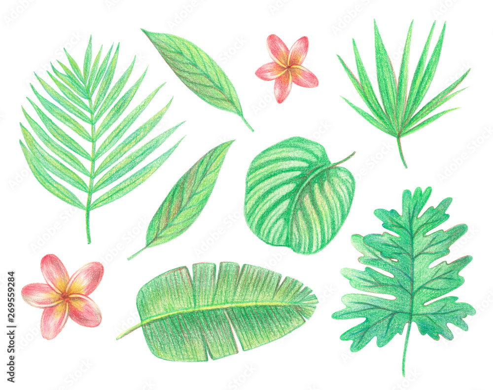 tropical exotic leaves and flowers. palm leaves, hibiscus and plumeria. hand drawing colored pencils illustration. isolated elements tropical exotic leaves and flowers. palm leaves, hibiscus and plumeria. hand drawing colored pencils illustration. isolated elements