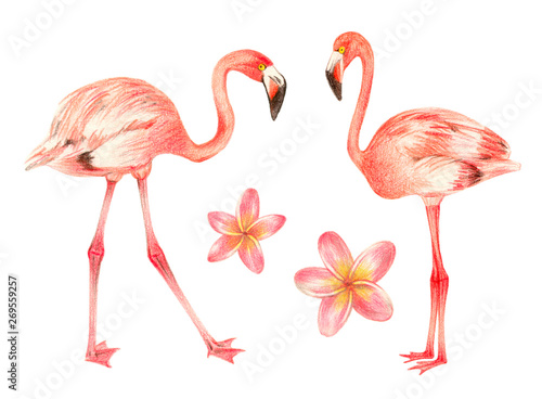 tropical exotic birds and flowers. flamingo and plumeria. hand drawing colored pencils illustration. isolated elements © alenaganzhela