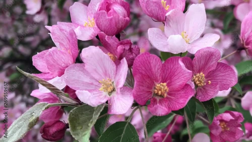 blooming tree with pink violet incarnadine rose-colored rose flowers in spring blooming tree with pink violet incarnadine rose-colored rose flowers in spring