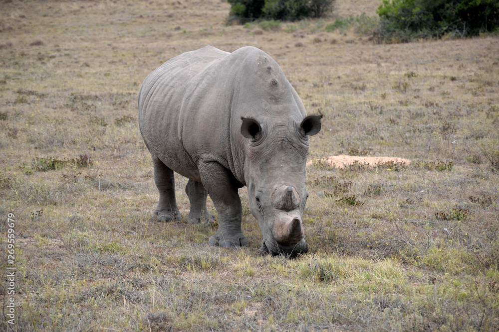 Fototapeta premium 南アフリカ シロサイ