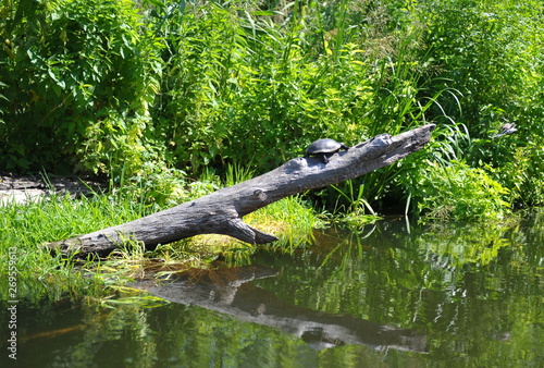 Lively natural little turtle on an old log above the water on the background of bright green bushes along the river. Screensaver turtle on a fallen tree trunk  river bank  in summer  in the afternoon.