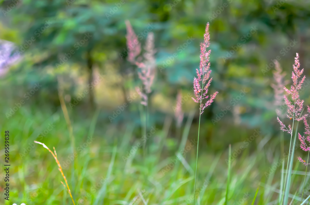 Wild grass with spikelets smoothly swinging in wind Wild grass with spikelets smoothly swinging in wind