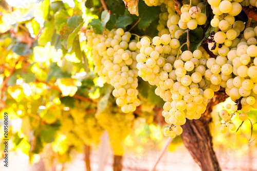 Obraz na plátne Ripe bunches of green grapes hanging