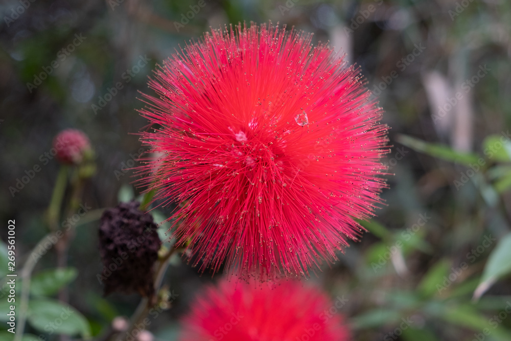 Red combretaceae flower with water drop, dew macro shot and green garden background Red combretaceae flower with water drop, dew macro shot and green garden background