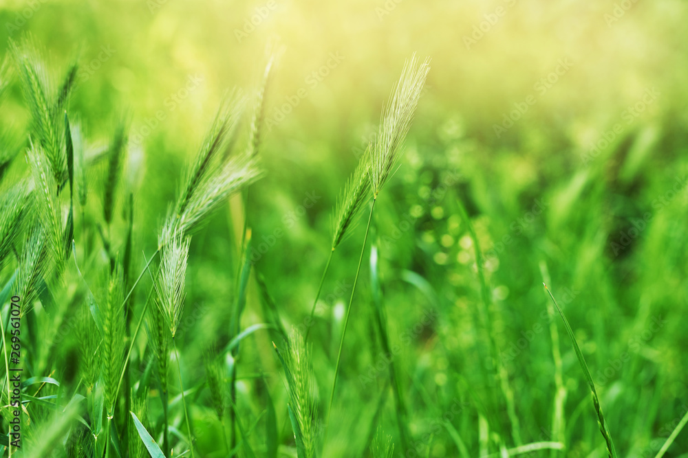 summer background of green spikelets at sunset summer background of green spikelets at sunset
