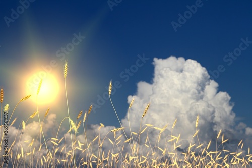 industrial 3D illustration of nice wheat field, wheat spikelets on sunset sky background - agriculture concept