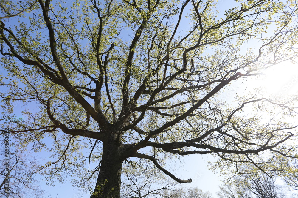 Alte, große Eiche mit verzweigten Ästen und grünen Blättern im Frühling als Silhouette vor blauem Himmel aus Froschperspektive Alte, große Eiche mit verzweigten Ästen und grünen Blättern im Frühling als Silhouette vor blauem Himmel aus Froschperspektive