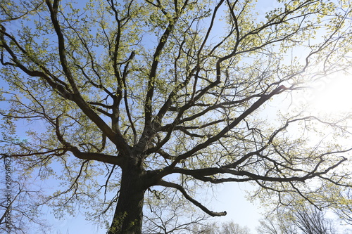 Alte, große Eiche mit verzweigten Ästen und grünen Blättern im Frühling als Silhouette vor blauem Himmel aus Froschperspektive