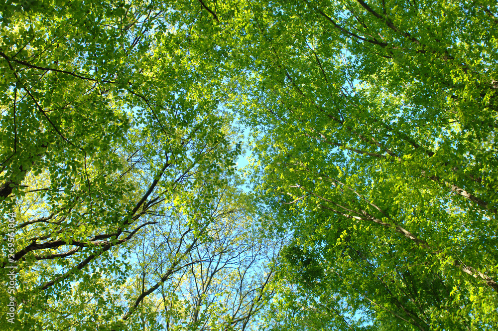 forest and sky forest and sky