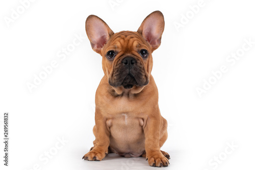 french bulldog puppy on white isolated background