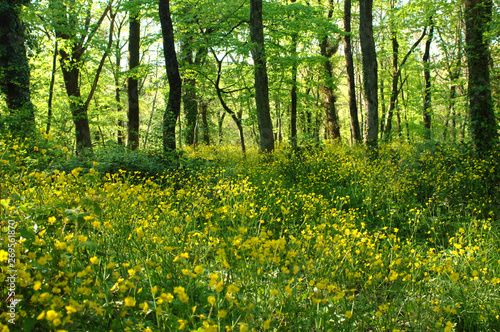 Tableau sur toile forest