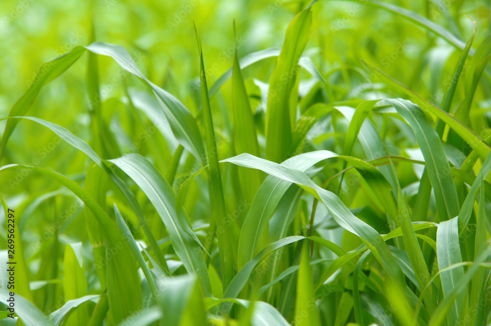 Obraz premium green corn