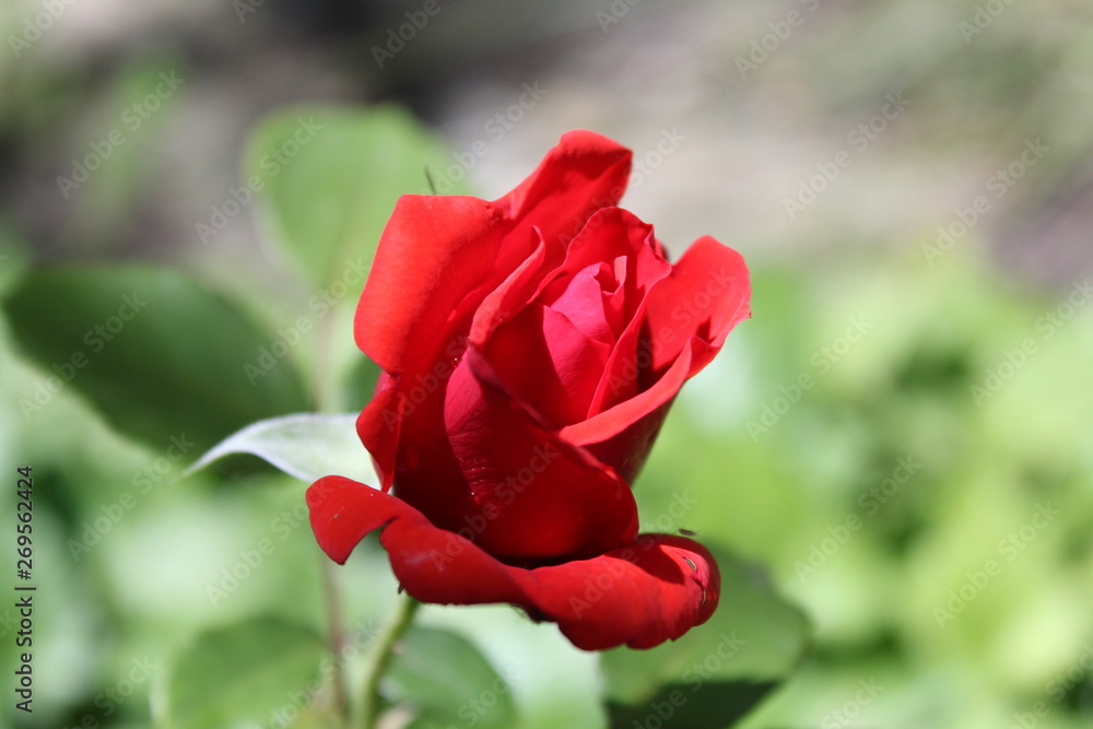 Red rose Red rose