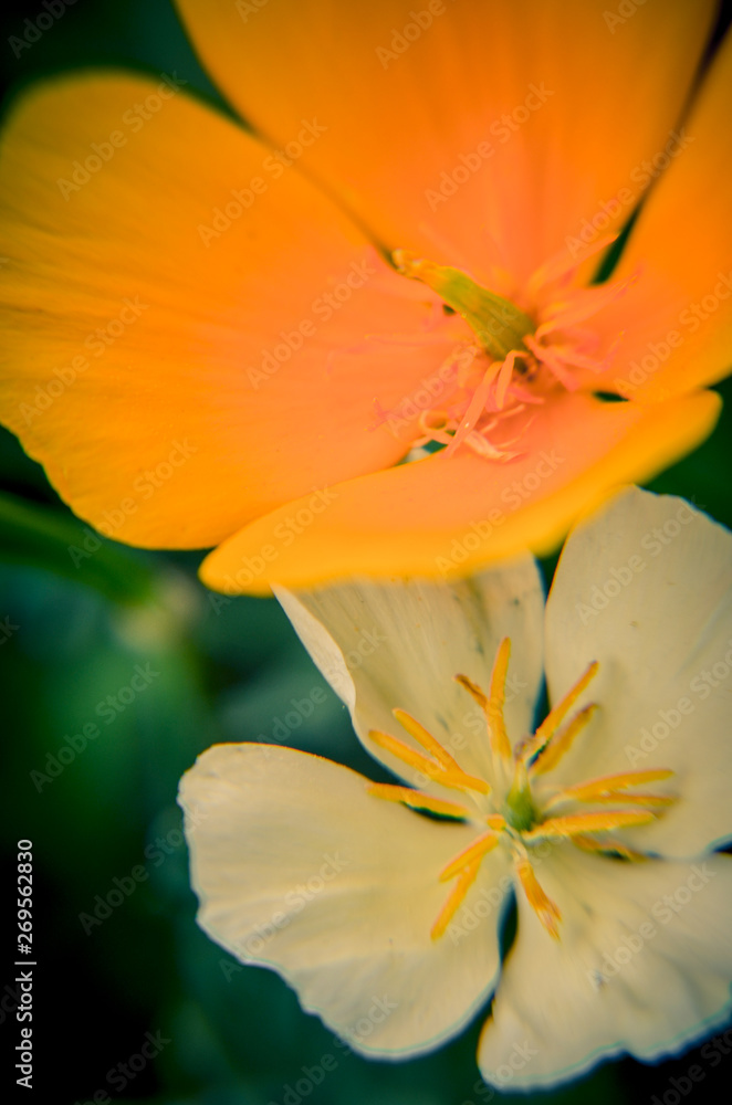 White and orange eschscholzia on the meadow closeup with blured background White and orange eschscholzia on the meadow closeup with blured background