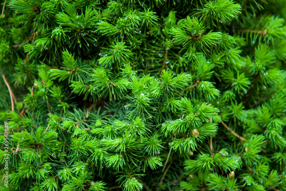 Spruce branches background. Close-up. Young spring fir-needles. Plant background.