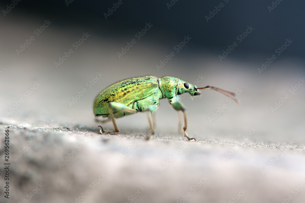 Fototapeta premium Macro of right side of a beautiful, green bug - Phyllobius arborator