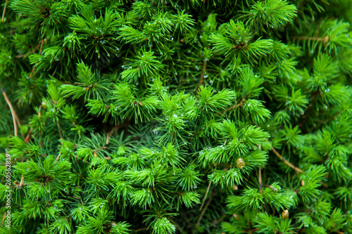 Spruce branches background. Close-up. Young spring fir-needles. Plant background.