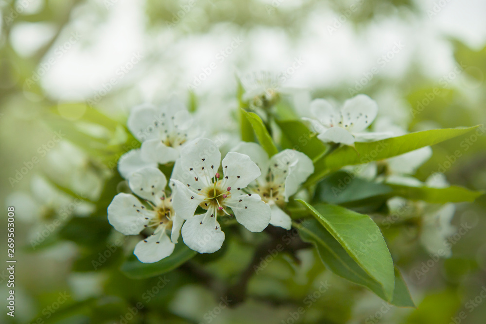 Obraz premium Close-up of apple tree flowers. White apple-flowers in spring. Beautiful white spring blossom on green bokeh background.
