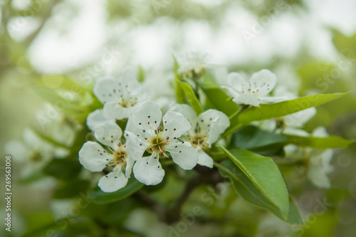 Close-up of apple tree flowers. White apple-flowers in spring. Beautiful white spring blossom on green bokeh background.