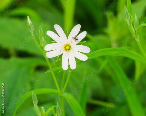 Bl  tenpflanze Echte Sternmiere Stellaria holostea closeup mit Insekt