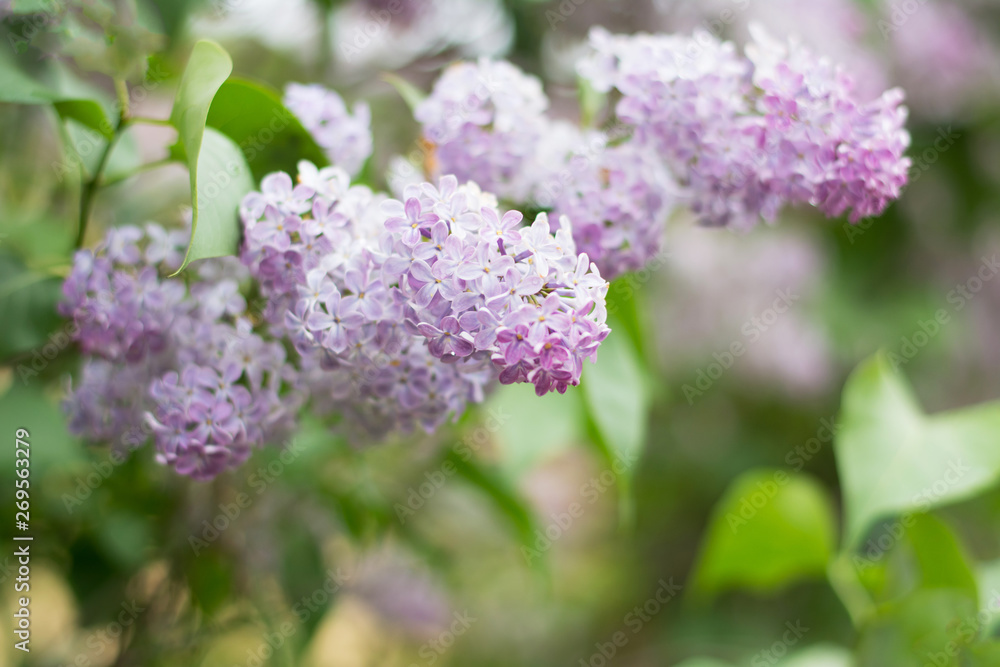 Closeup of light violet lilac blossom with green leaves - text space, selective focus Closeup of light violet lilac blossom with green leaves - text space, selective focus