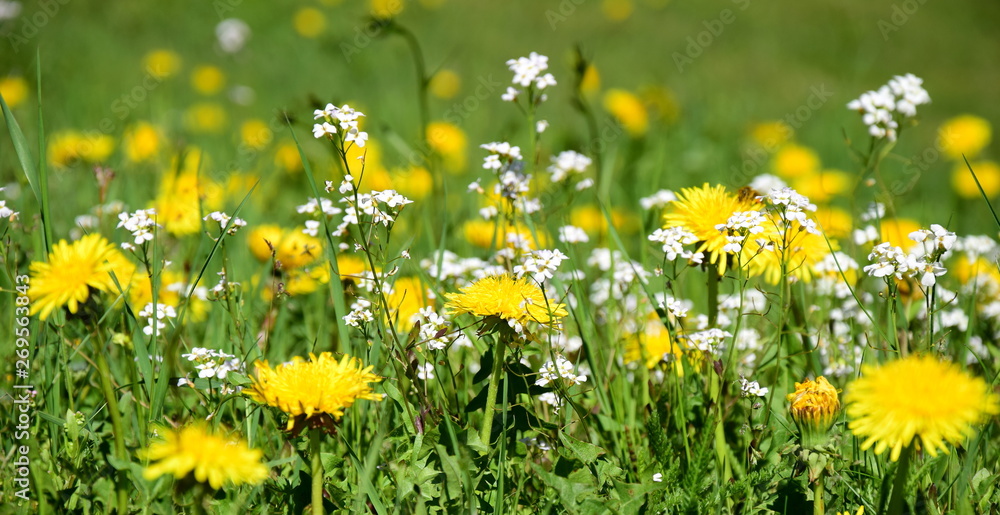 Wiesenblumen mit Löwenzahn Wiesenblumen mit Löwenzahn