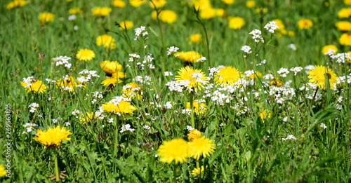 Löwenzahn - Löwenzahnwiese - Blumenwiese im Frühling