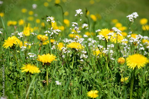 Löwenzahn - Löwenzahnwiese - Blumenwiese im Frühling