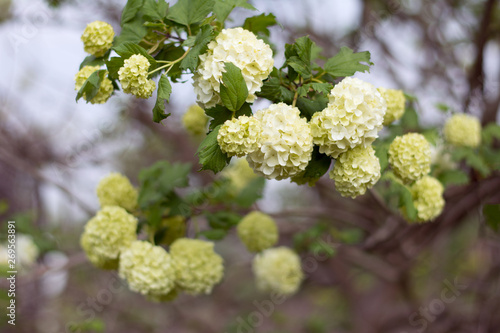 Closeup of guelderrose shrub branch with greenish white blossom photo
