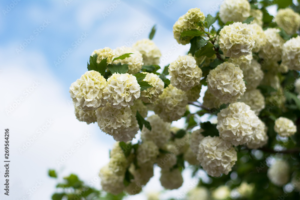 Closeup of guelderrose shrub branch covered with blossom against blue sky Closeup of guelderrose shrub branch covered with blossom against blue sky