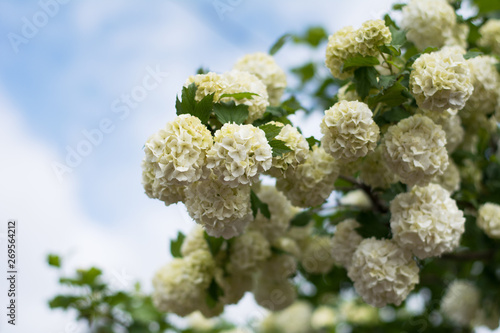 Closeup of guelderrose shrub branch covered with blossom against blue sky