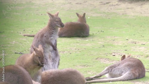 Two Wallabies washing themselves in the grass under the sun surrounded by fellow Wallabies. photo