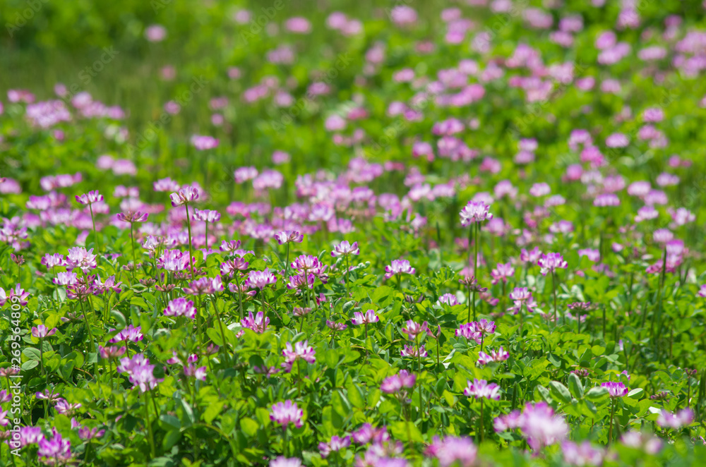 蓮華の咲く田んぼの風景 蓮華の咲く田んぼの風景