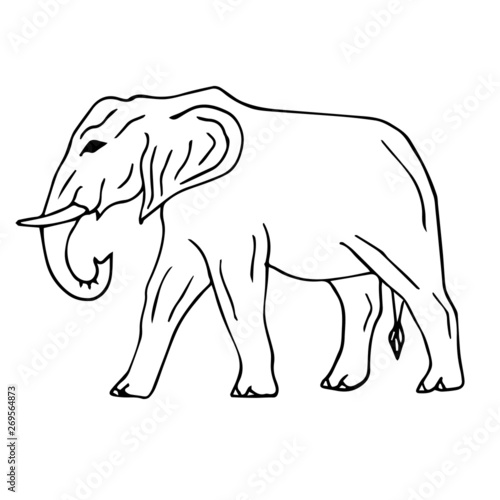 Vector hand drawn doodle sketch elephant isolated on white background © Sweta