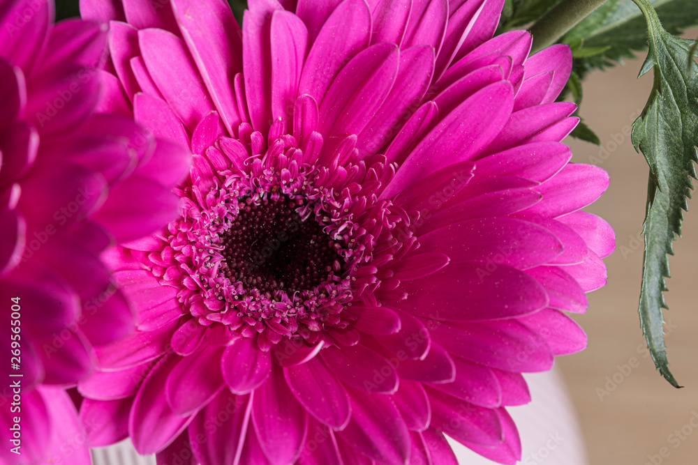 Smooth pink petals on a gerbere flower close up Smooth pink petals on a gerbere flower close up