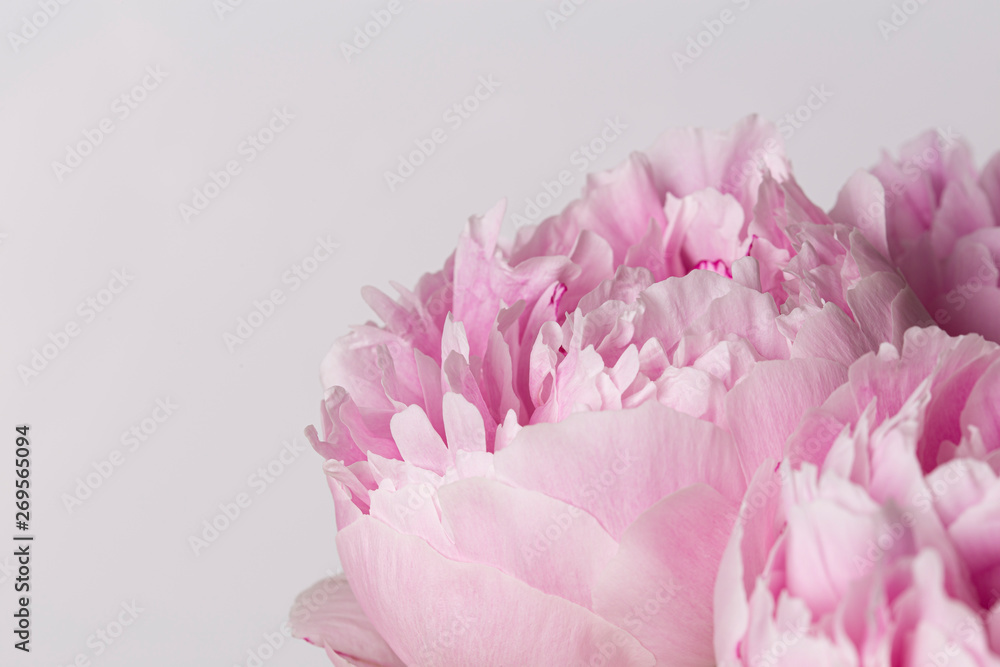 Pink peony flower beautiful bouquet on a white background
