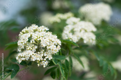 Closeup of flowering rowan tree with buds and open petals - in spring, blurred background