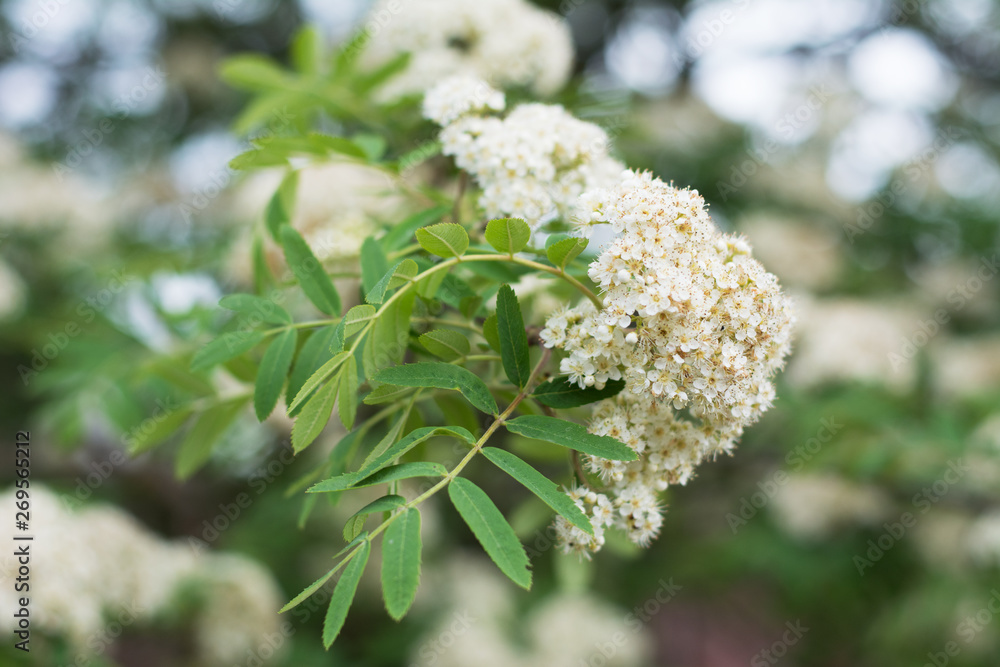 Closeup of flowering rowan tree corymb in spring, blurred background Closeup of flowering rowan tree corymb in spring, blurred background