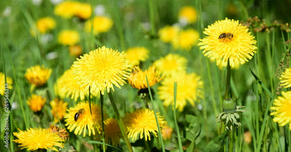 Blumenwiese, Frühlingswiese, Löwenzahnblüten Blumenwiese, Frühlingswiese, Löwenzahnblüten